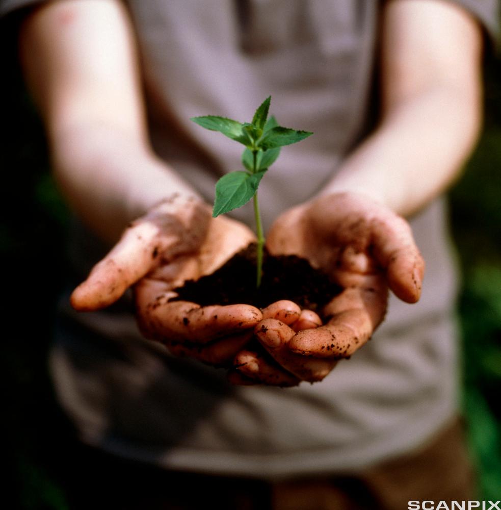 Plante vokser i en håndfull jord i hendene til et menneske. Foto.