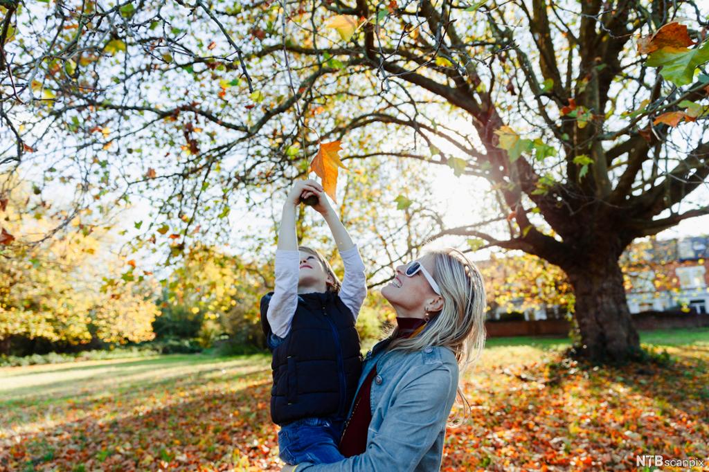 En voksen kvinne løfter et barn slik at han kan kikke på bladene i treet. Det er sol og høstfarger. Foto.