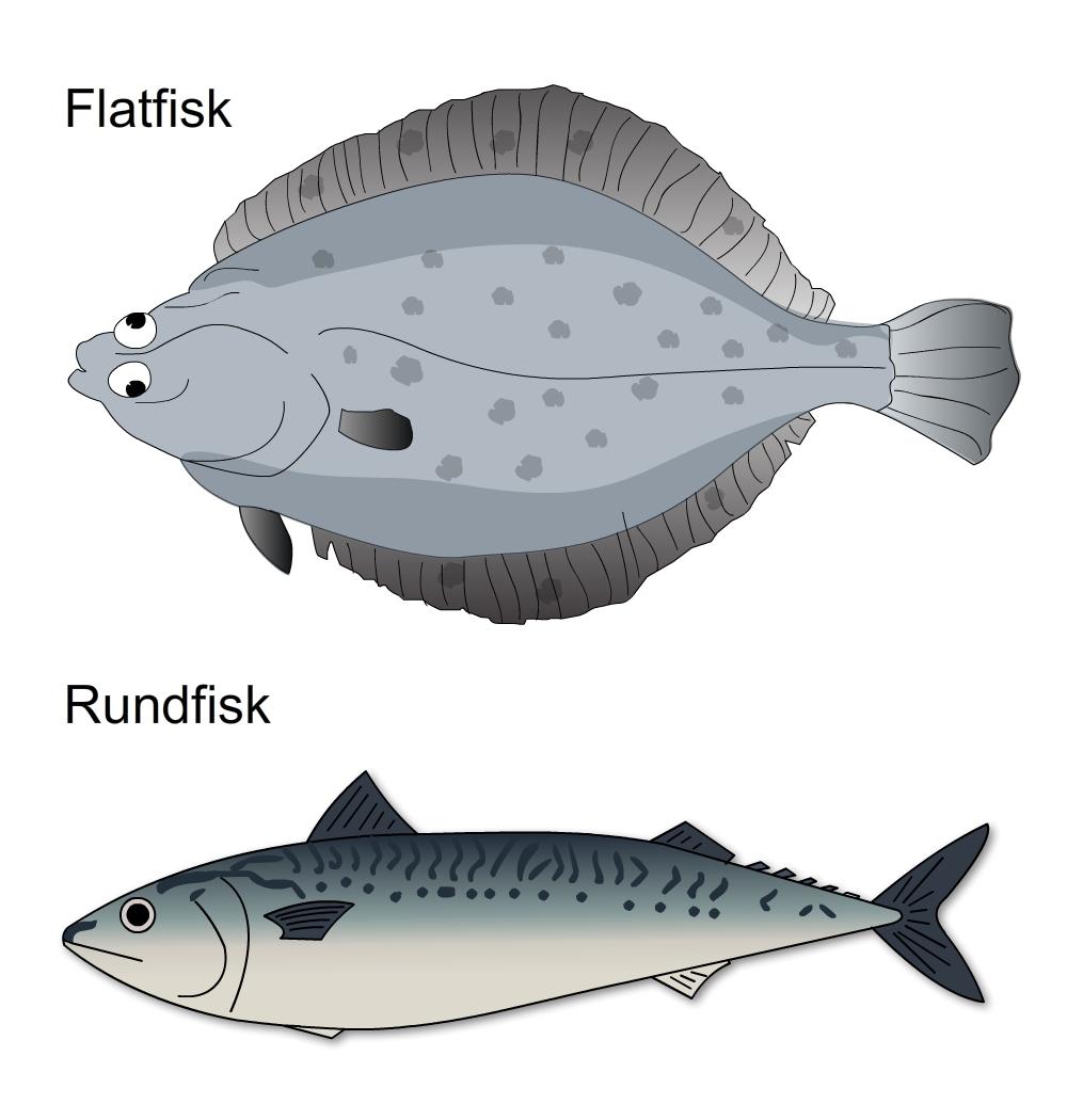Flatfisk og rundfisk