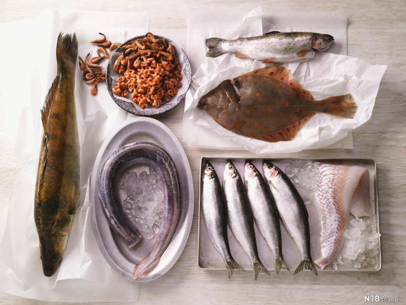 Torsk, ål, ørret, rødspette, sild og filet av sei. Foto.