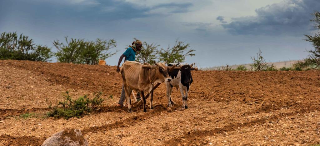 African farmer ploughing his land using a hand-held plough and two cows. 