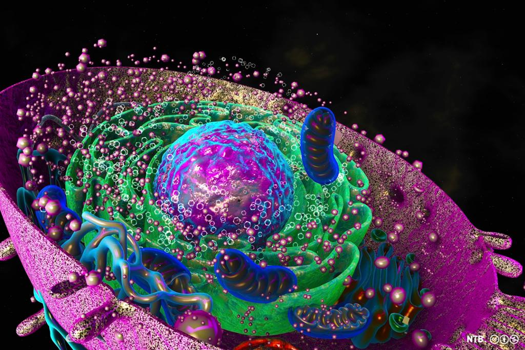 Fargelagt digital illustrasjon av en cellekjerne med celleorganeller. Illustrasjon.