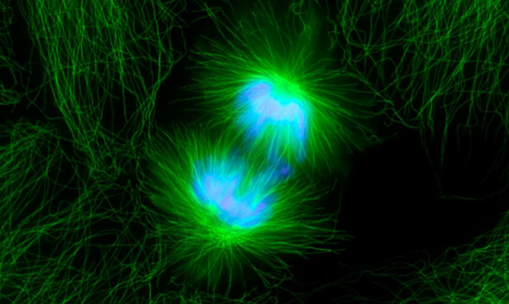 En celle som deler seg til to nye celler. Mikroskopbilde. 