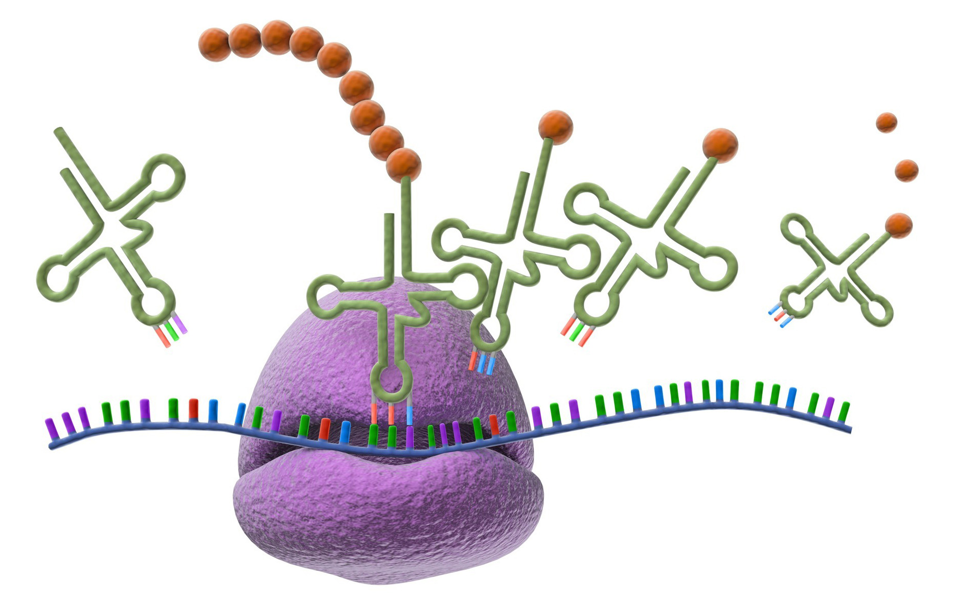 Representación del proceso de traducción genética. Un cordón azul representa la hebra de ARN mensajero, con grupos de tres puntas coloreadas representando los codones, y cada punta es de uno entre cuatro colores: Morado, verde, naranja y azul, representando los diferentes nucleótidos. Una forma grande, redondeada y morada representa al ribosoma. Lazos verdes con tres bucles representan el ARN transferente, que incluyen una bola naranja en un extremo que representa el aminoácido, y tres puntas de colores como las anteriores que representan el anticodón.