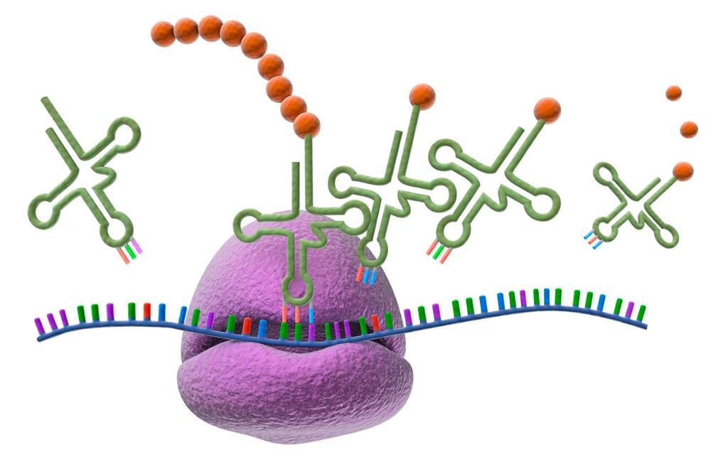 Et stort ribosom omslutter mRNA og kobler sammen aminosyrene som tRNA kommer med. Illustrasjon.