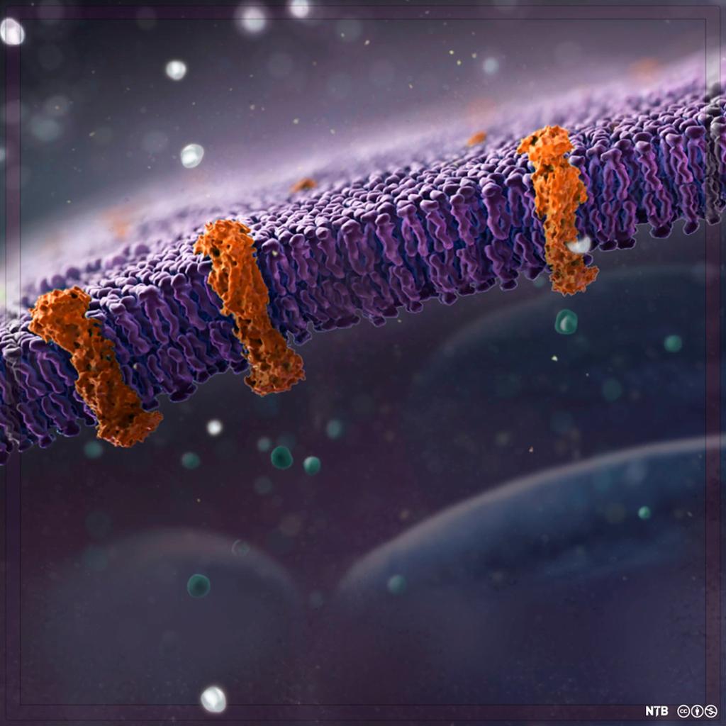 Membran med tre avlange proteinstrukturer. Illustrasjon. 