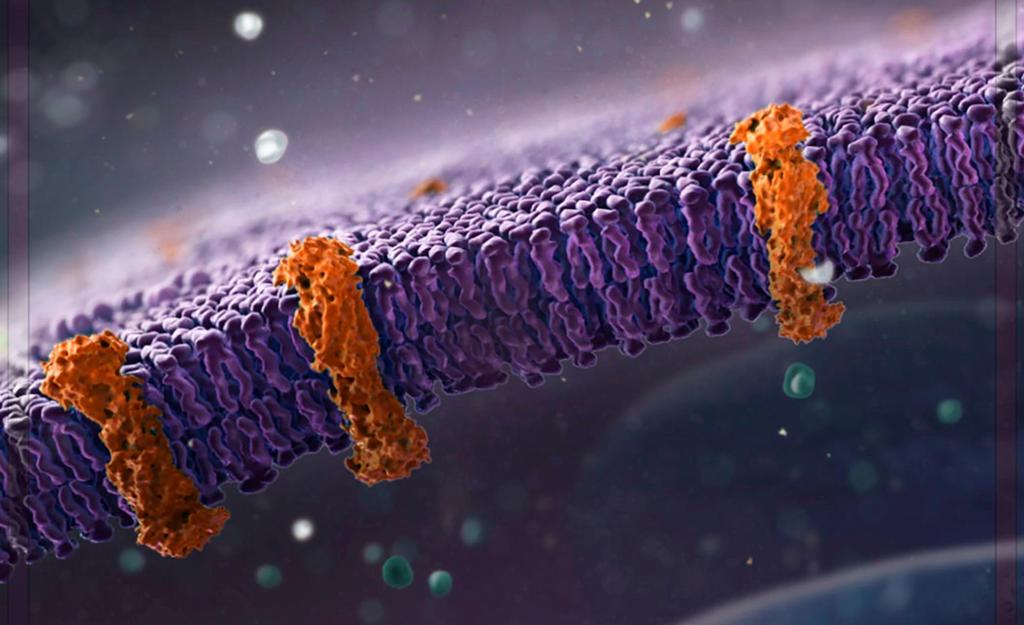 Membran med tre avlange proteinstrukturer. Illustrasjon. 