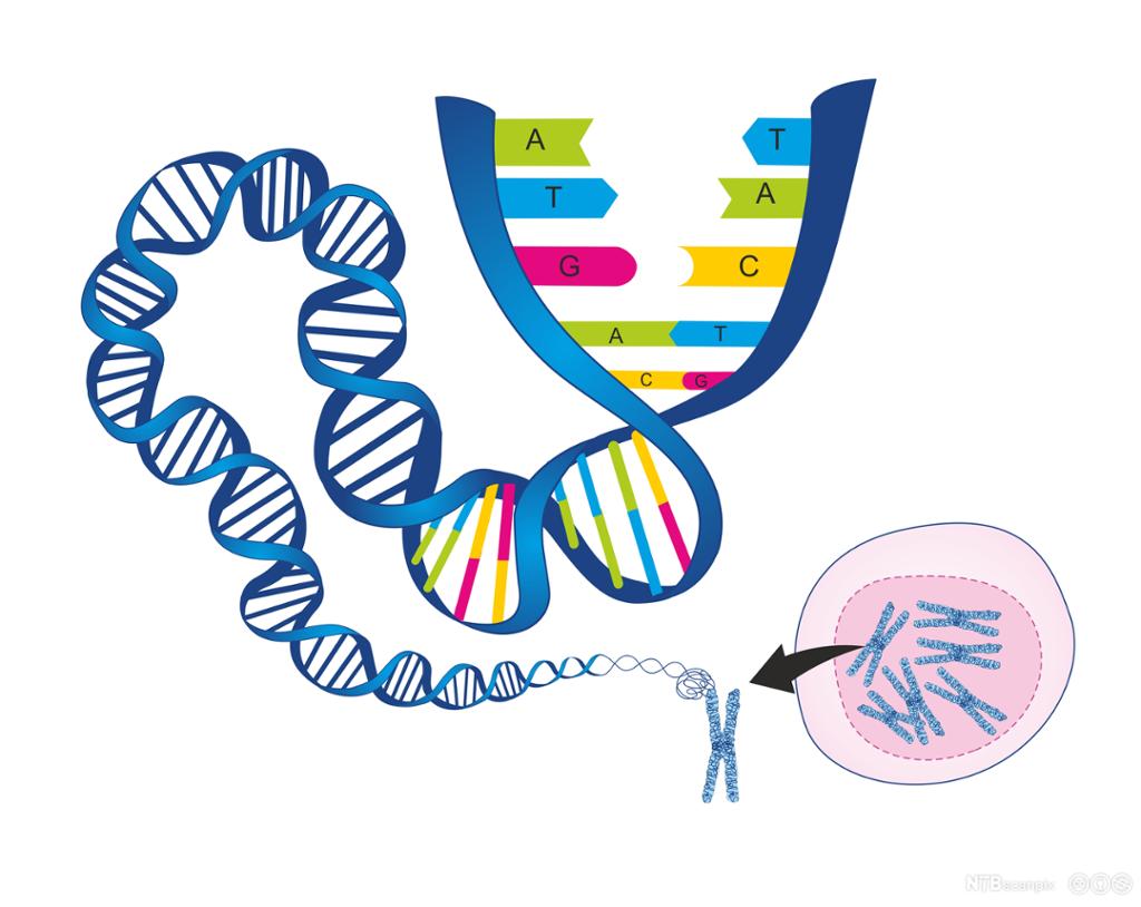 Spiralforma DNA-tråd opnar seg. Grafikk.