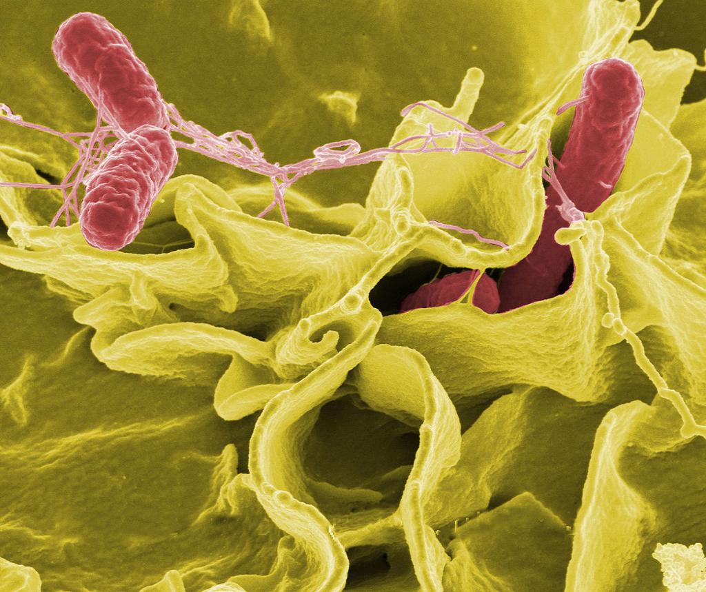 Salmonella. Illustrasjon.