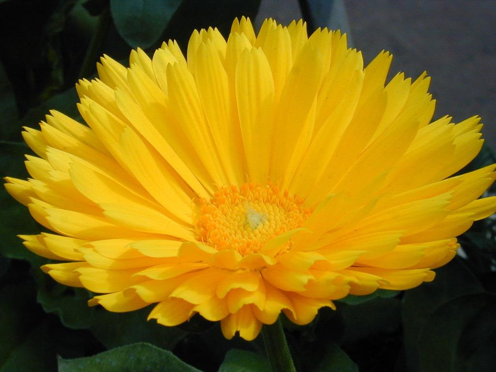 Calendula officinalis
