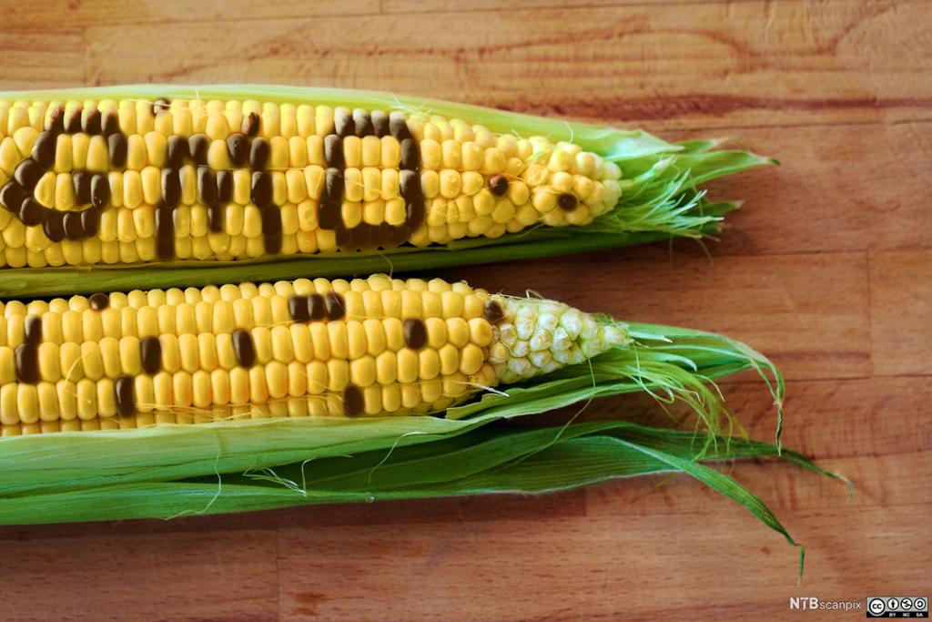Gul maiskolbe med mørke maiskorn som staver GMO. Foto.