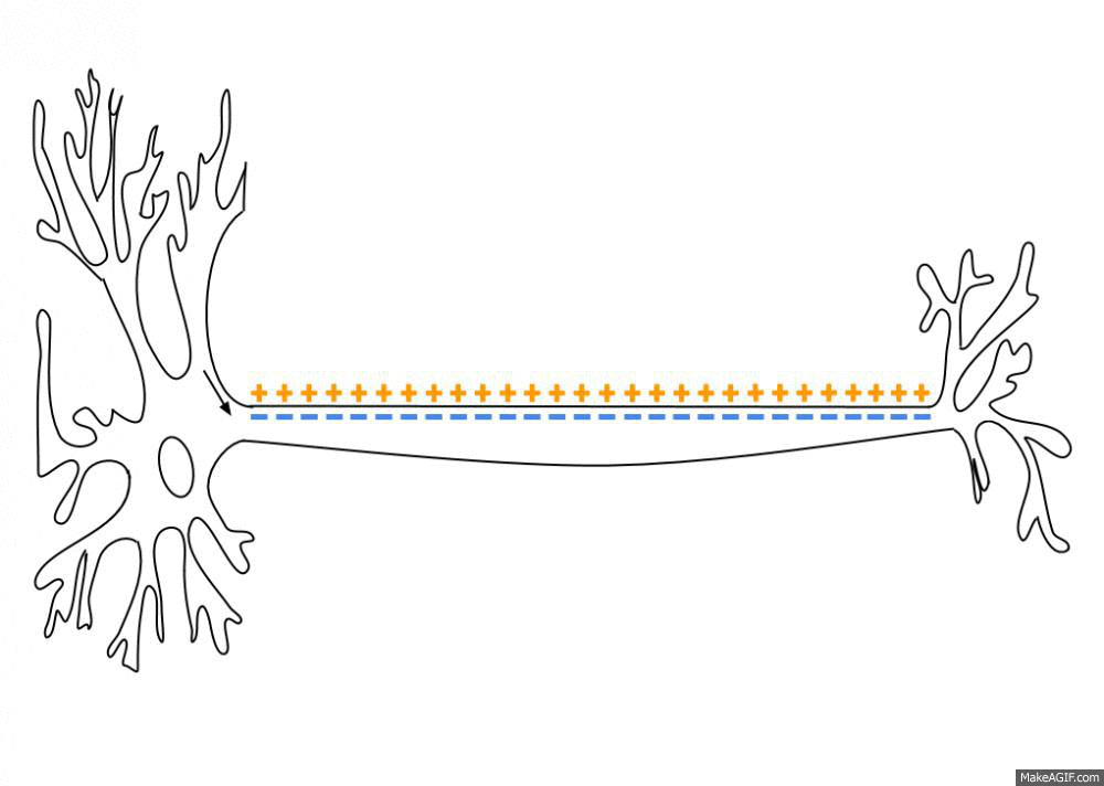 Figur av nervecelle der ladninga endrar seg frå pluss til minus i korte augneblinkar bortover aksonet. Animasjon.