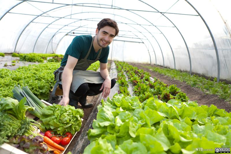 Gartner høster grønnsaker i drivhus. Foto.