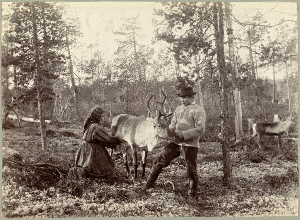 Kvener melker reinsydr i Pasvikdalen på slutten av 1800-tallet. Foto.