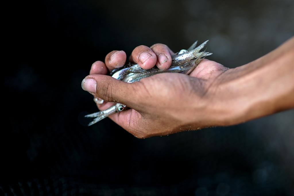 Hånd som griper om flere små fisker. Foto. 