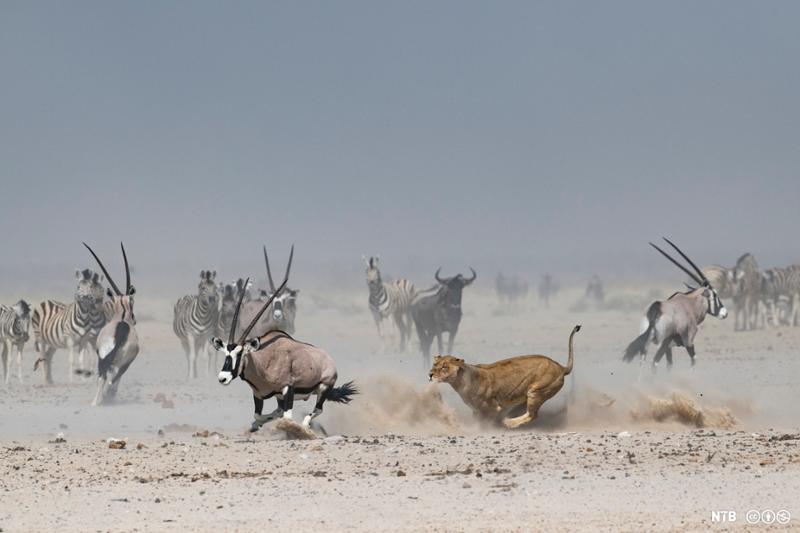 Løvinne og antilope løper så støvskyen står rundt dem. Sebraer og antiloper i bakgrunnen. Foto.