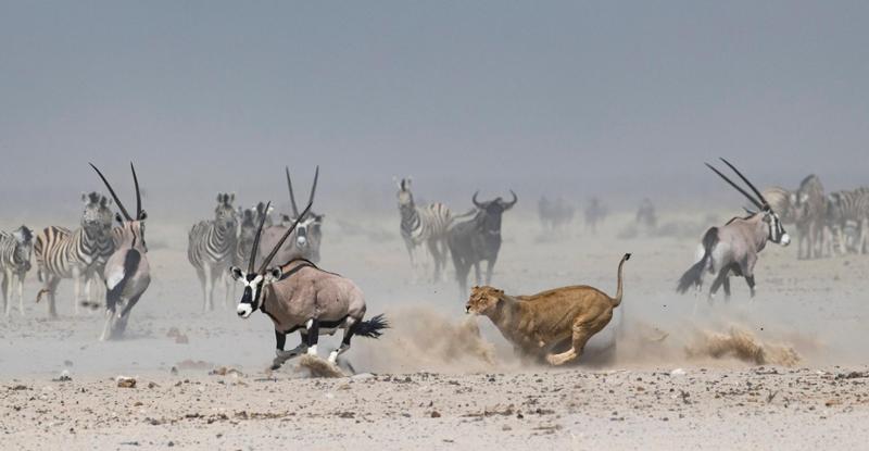 Løvinne og antilope i raskt løp så støvskyen står rundt dem. Sebra og antiloper i bakgrunnen. Foto.