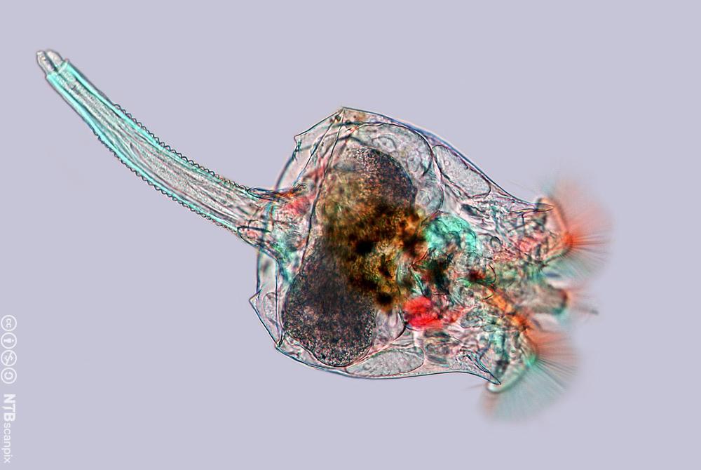 Mikroskopbilde av et hjuldyr. Ut fra en vaseformet kropp går det en smal hale. Foto.