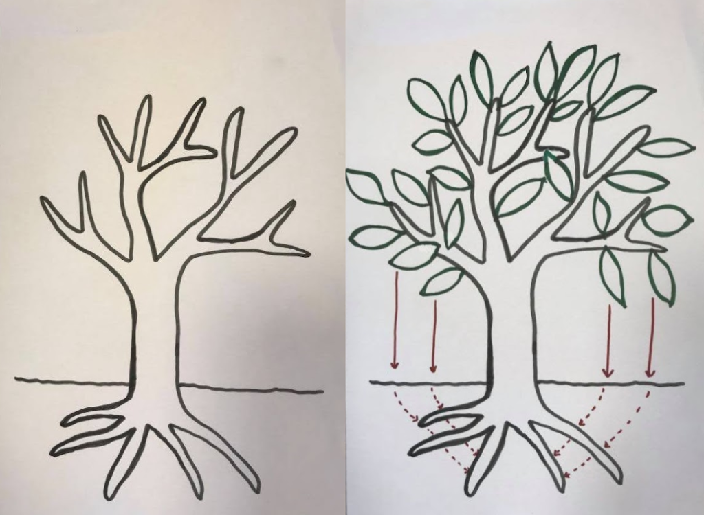 To teikningar av eit tre. Det eine treet er utan blad, det andre har blad med pilar ned til bakken og vidare til røtene. Illustrasjon.