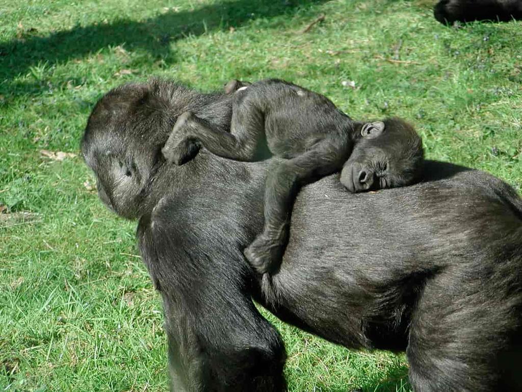 En voksen gorilla som ligger på gresset med en gorilla-unge på ryggen. Foto.