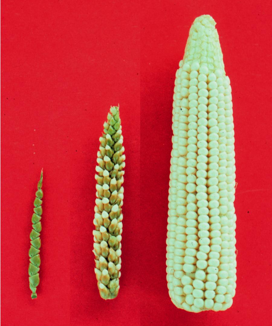 Tre ulike utviklingssteg for mais. Til venstre teosinte, den opprinnelige maisen, som er liten og hard.  Til høyre den domestiserte maisen som er stor, næringsrik og gir høy produksjon.  I midten er hybriden av teosinte og mais. Foto.