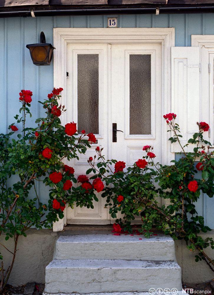 Ytterdør i hus med trapp og rosebuskar. Foto.