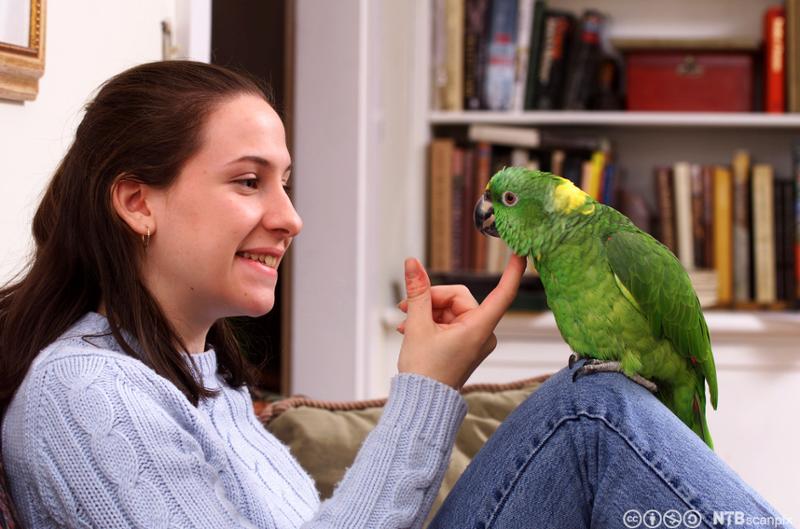 Jente med papegøye. Foto.