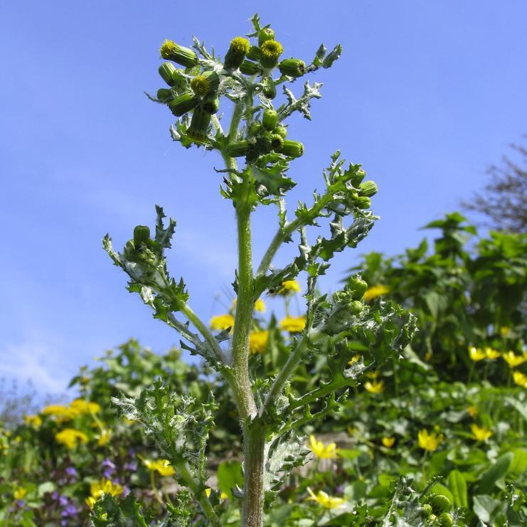 Plante med tjukk stengel og grøne, uregelmessig tanna blad. Knoppar og gule blomstrar sit samla i toppen av stengelen. Foto.