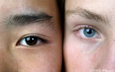 Et blått og et brunt øye. Foto.