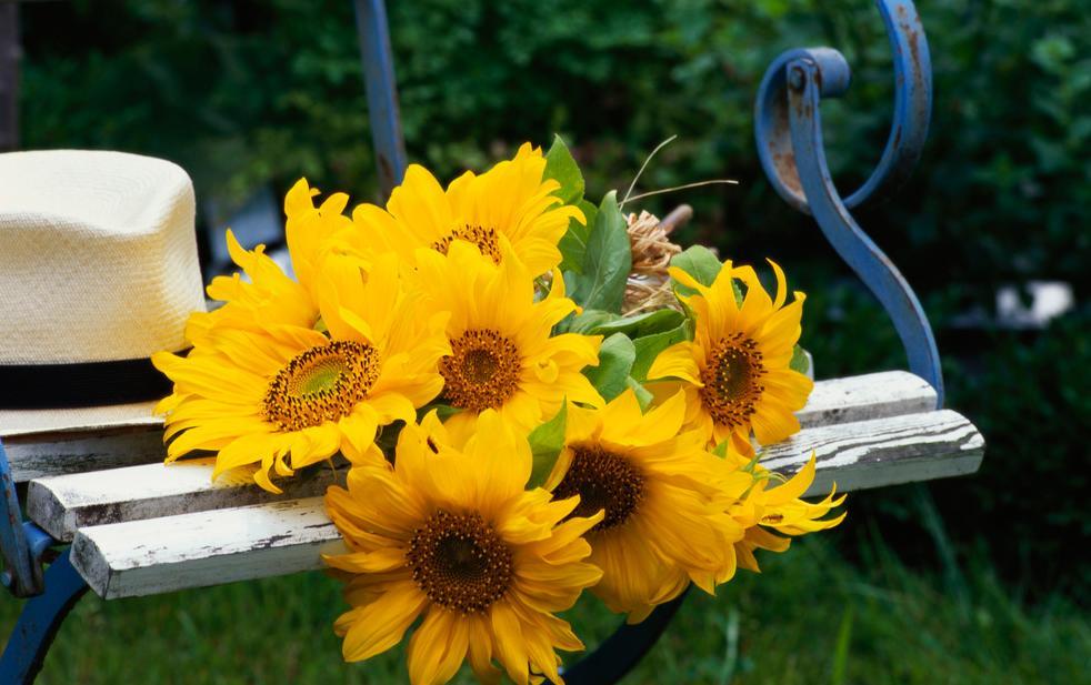 Sunflowers on an old garden bench