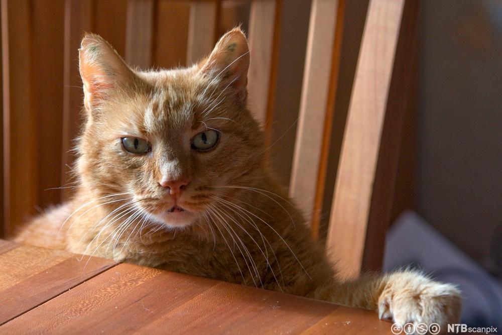 Rød katt som kikker over en bordkant. Foto.
