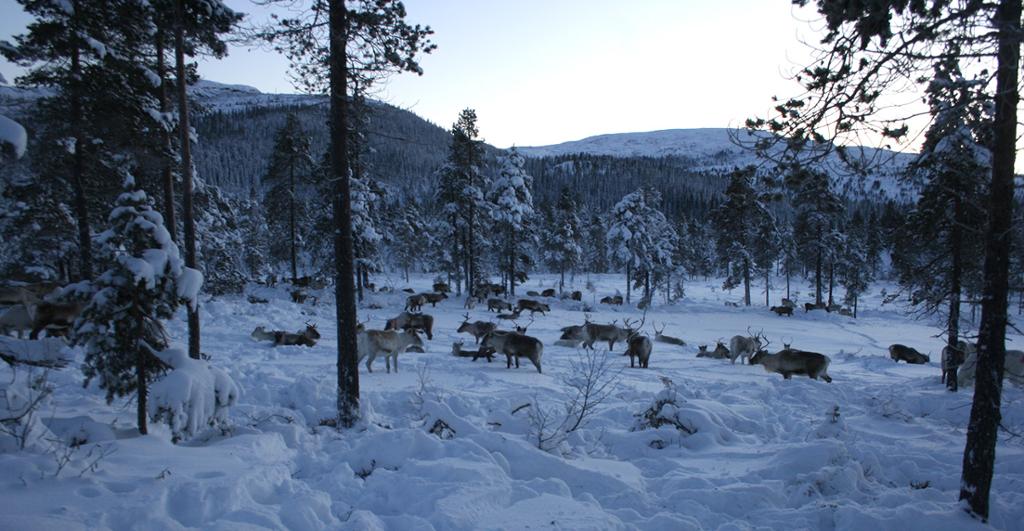 Bovtsh skåajjesne gåatoeminie daelvege. Guvvie