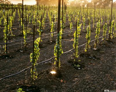 Vinranker i Napa Valley i California