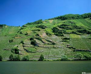 Vingård i Mosel-Saar-Ruwer regionen i Tyskland