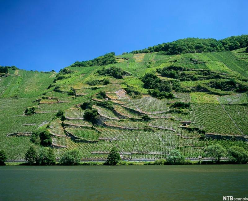 Grønn vinmark i skråning ned mot ei elv. Foto.