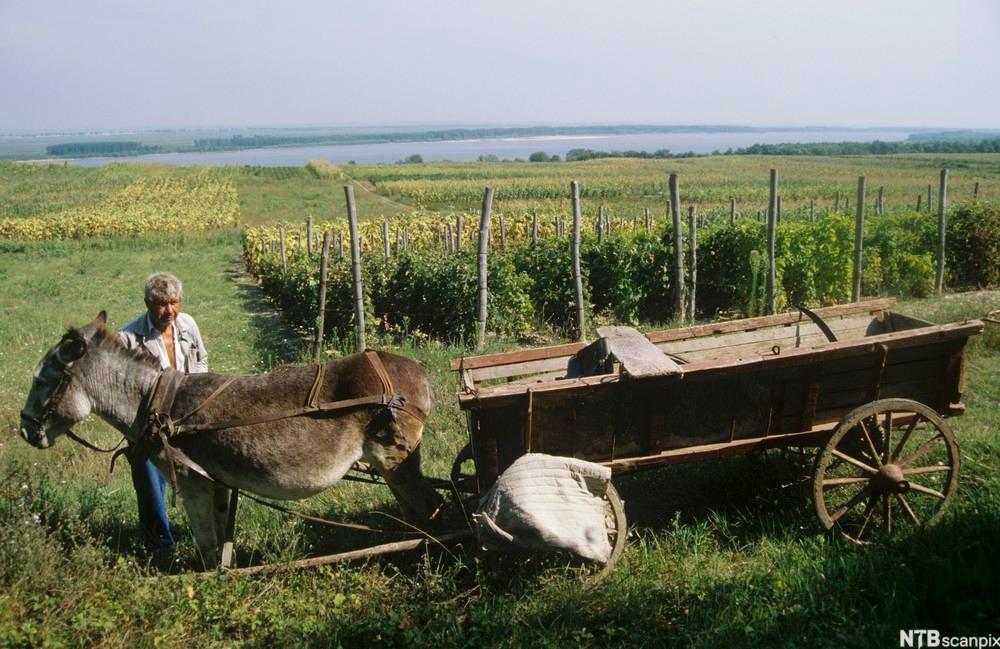 En bonde står ved siden av et esel med kjerre på en vingård. Vi ser mange vinranker i bakgrunnen. Foto.