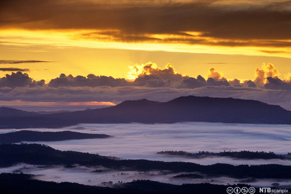 Tåke over eukalyptusskog i Tasmania. Foto