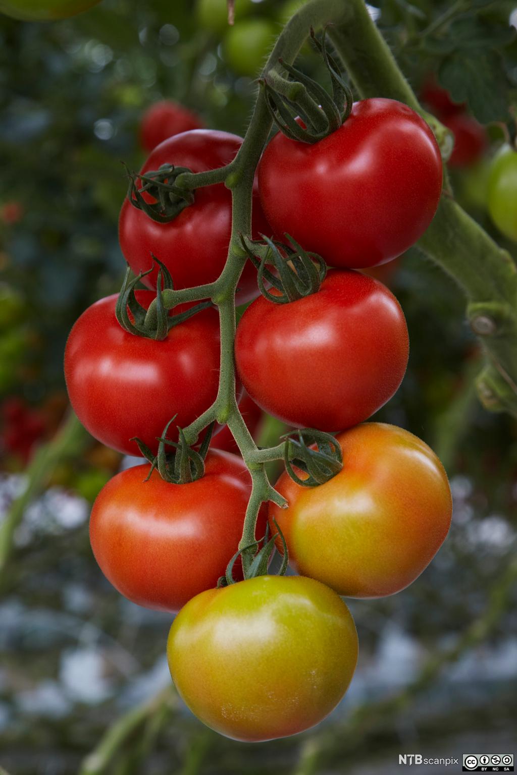 Mogne og halvmogne tomatar i ein klase. Foto.