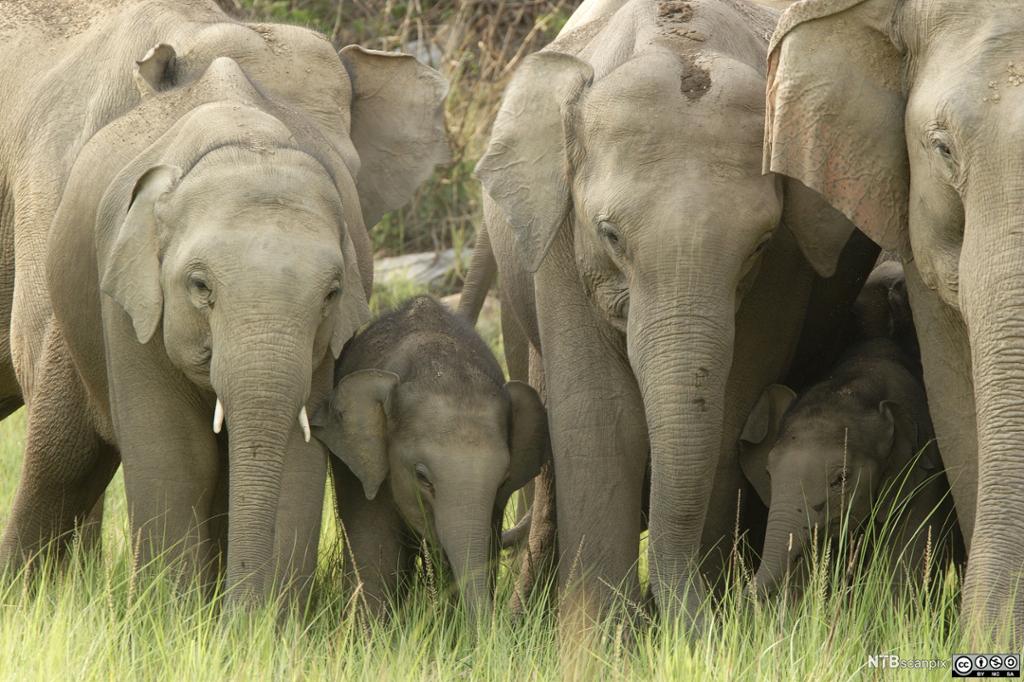 Foto av ei gruppe elefanter