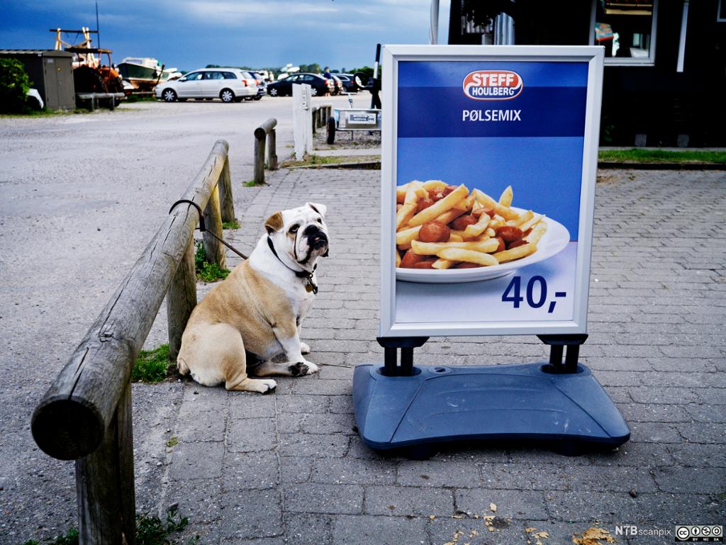 Bilde av en plakat med salg på marsvin.