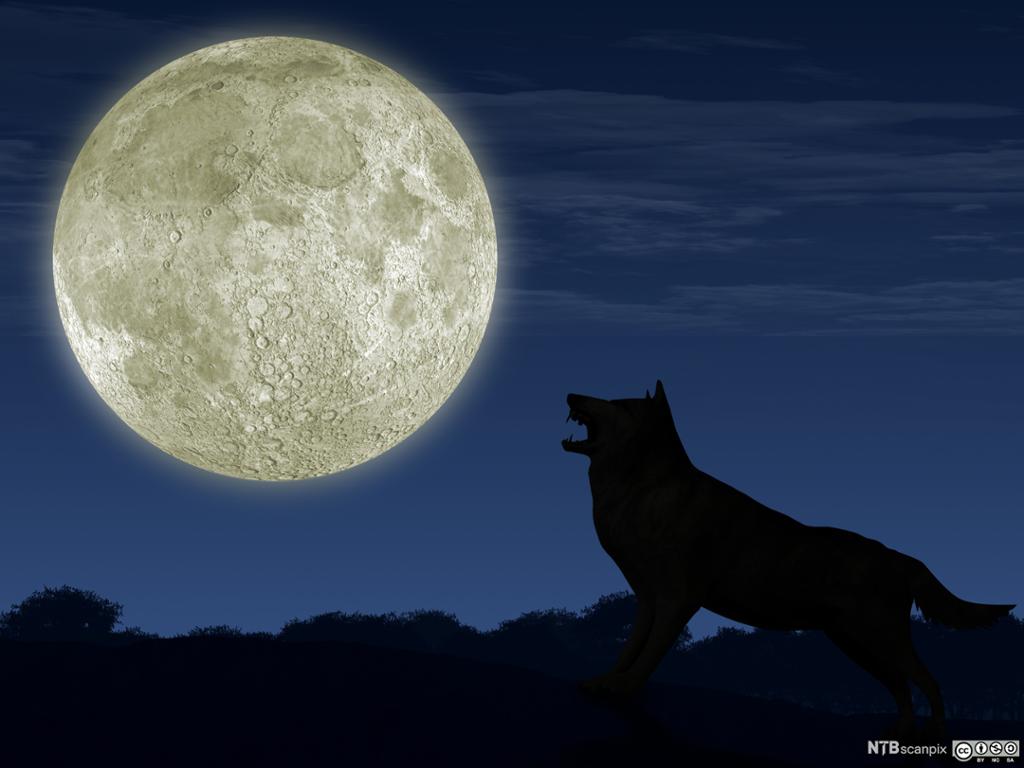 Siluett av ulv som hyler mot månen. Foto.