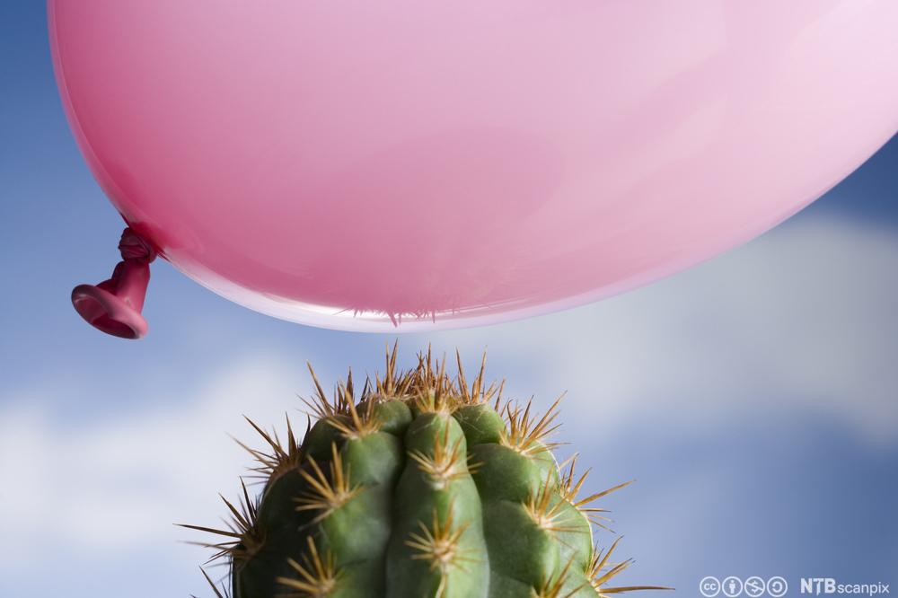 Rosa ballong svever over kaktus. Foto.