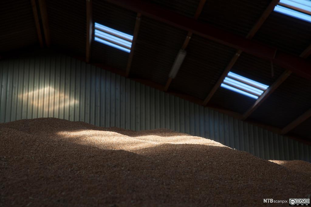 Sol gjennom vinduer inn på hauger av korn i et kornlager. Foto.
