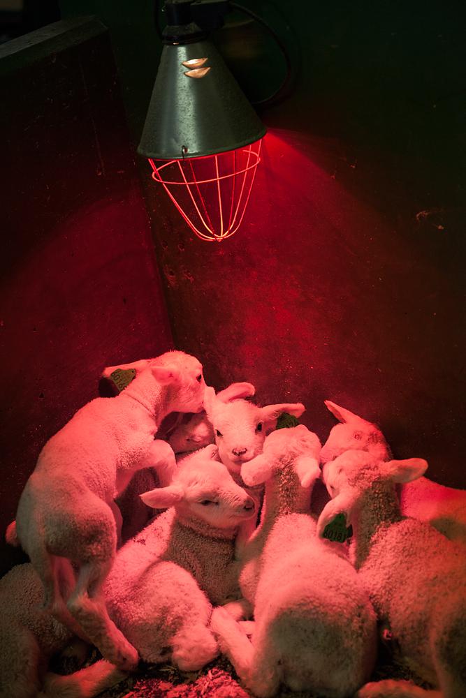 Mange lam som klumper seg sammen under ei varmelampe. Foto.