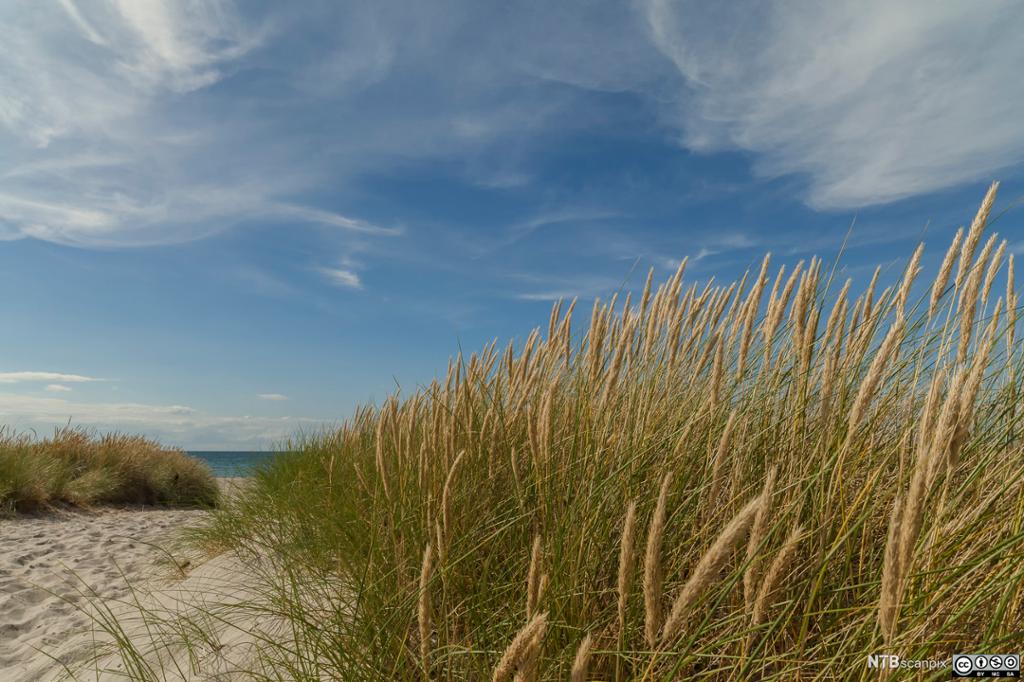 Marehalm på sandstrand. Foto.