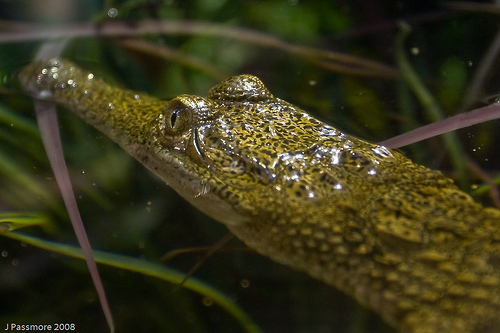 Task 1: Australia's Unique Animal Life - Engelsk (SF) - NDLA