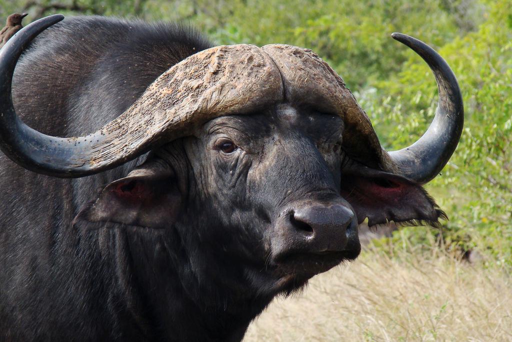 Waterbuffalo.photo.