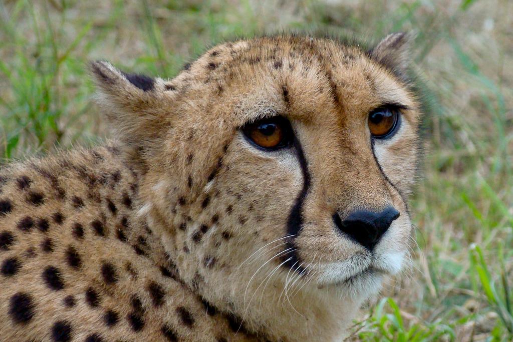 Cheetah. Photo.