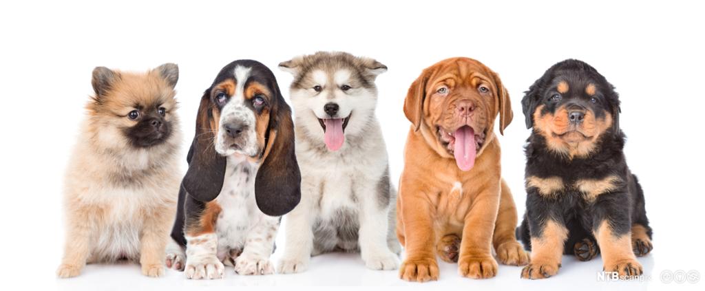 Fem hundevalper av ulike raser sitter på rekke. Foto