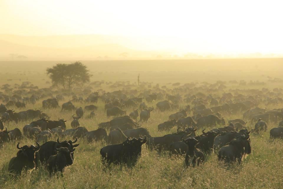 En horde med gnuer på en savanne. Foto. 